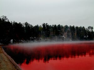 Site Red Lake.jpg