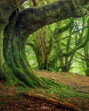Site Oak Wood.jpg